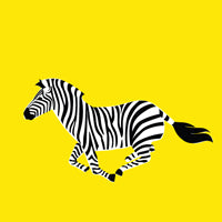 YELLOW ZEBRA